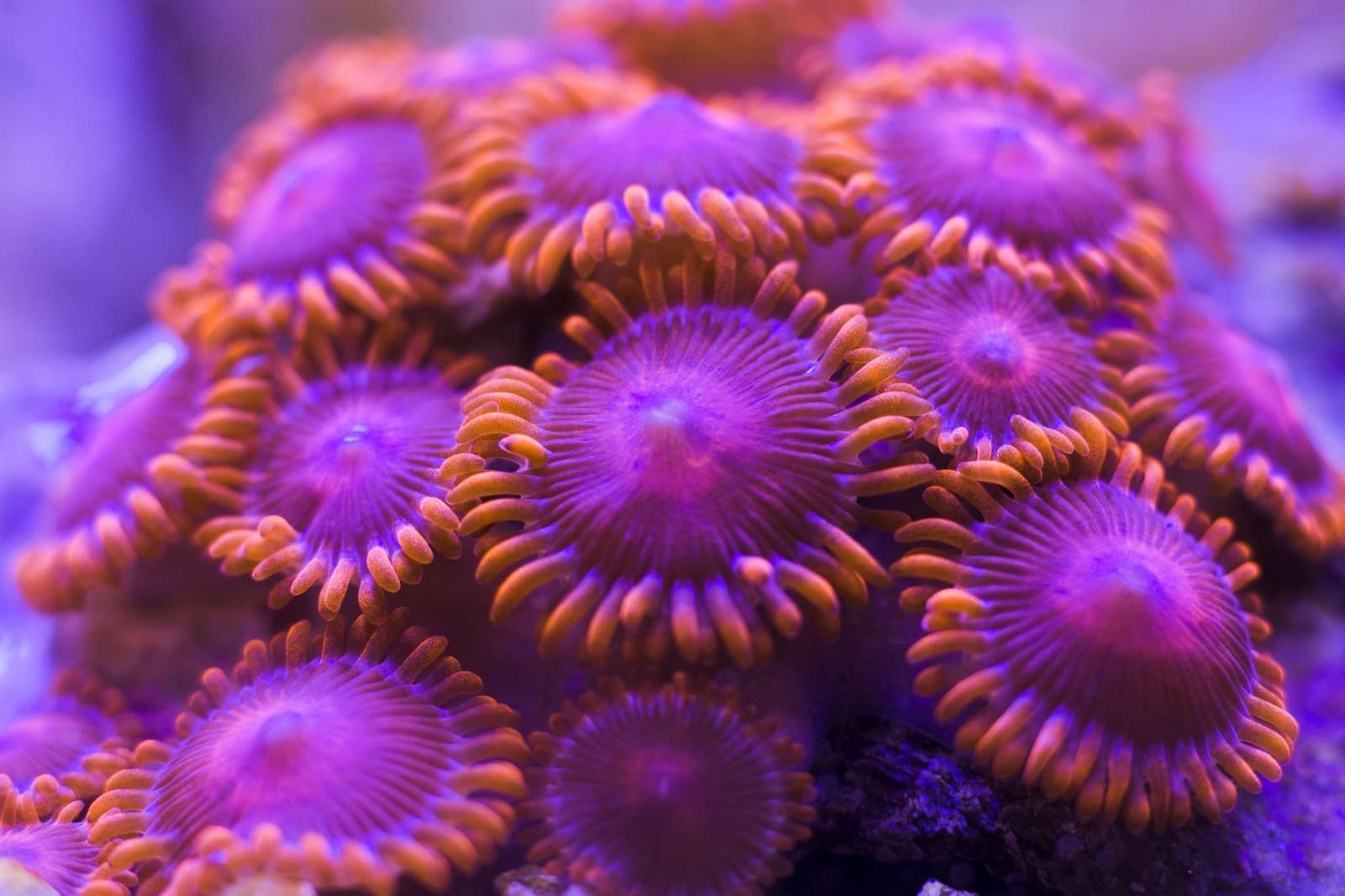 reef